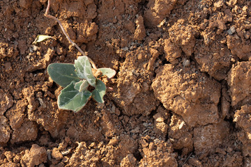 Cracked red clay soil in drought. A green leaf of grass makes its way through the lifeless soil.