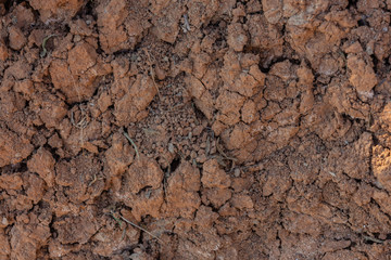 Cracked red clay soil in drought. A green leaf of grass makes its way through the lifeless soil.
