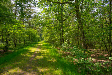 Fototapeta na wymiar Path in a sunny forest in sunlight in spring