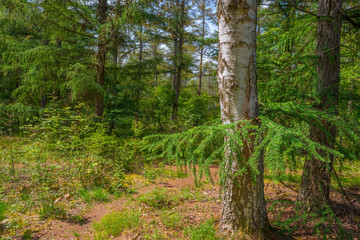 Path in a sunny forest in sunlight in spring