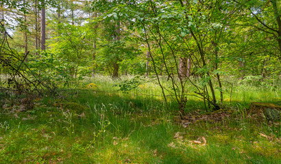 Path in a sunny forest in sunlight in spring