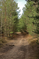 Waldweg