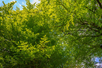 Path in a sunny forest in sunlight in spring