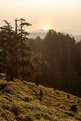 大台ケ原で撮影した朝日を浴びる森林