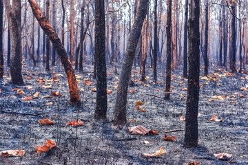 Forest fires in the dry season in mixed deciduous forests, deciduous forests, tropical dry evergreen forests, Southeast Asia Thailand, Myanmar, Laos, Indonesia, Malaysia