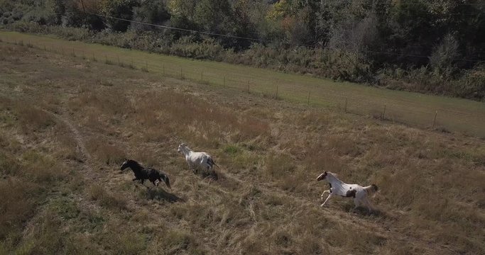 Aerial view of horses running through grassy field