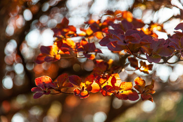 大台ケ原で撮影した朝日を浴びて透ける葉