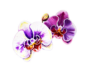 Two beautiful orchid flowers. Watercolor painting. Exotic plant. Floral print. Botanical composition. Wedding and birthday. Greeting card. Flower painted background. Hand drawn illustration.