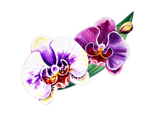 Two beautiful orchid flowers. Watercolor painting. Exotic plant. Floral print. Botanical composition. Wedding and birthday. Greeting card. Flower painted background. Hand drawn illustration.