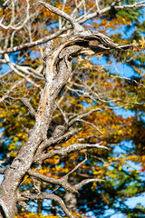 快晴の大台ケ原で撮影した面白い形の枝