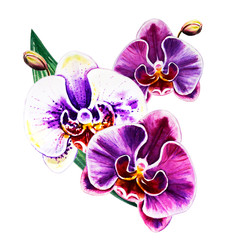 Naklejka na ściany i meble Tree beautiful colorful orchid flowers. Watercolor painting. Exotic plant. Floral print. Botanical composition. Wedding and birthday. Greeting card. Flower painted background. Hand drawn illustration.
