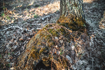 a tree overgrown with moss, an infected tree. diseases of trees