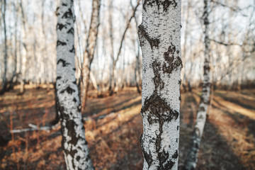birch grove. birch trees close-up. selective focus. extraction of juice