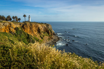 Point Vicente Super Bloom