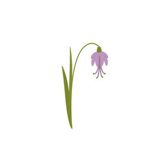 Beautiful spring violet flower bluebell. Vector illustration isolated on white background.