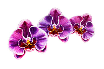 Fototapeta na wymiar Tree beautiful colorful orchid flowers. Watercolor painting. Exotic plant. Floral print. Botanical composition. Wedding and birthday. Greeting card. Flower painted background. Hand drawn illustration.