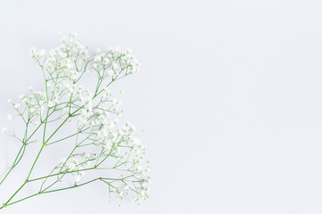 Flowers composition. Gypsophila flowers on pastel gray background. Flat lay, top view, copy space