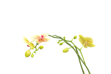 Beautiful branch with buds yellow orchid on a white background, isolate, botanical