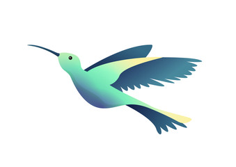 Flat little humming-bird, colibri isolated on white background. Vector illustration