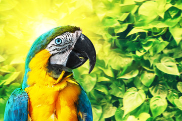 Cute macaw parrot on green leaves background