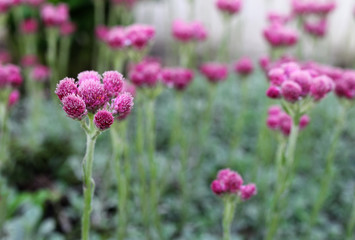 pink flowers in the garden