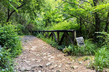Camino en el bosque