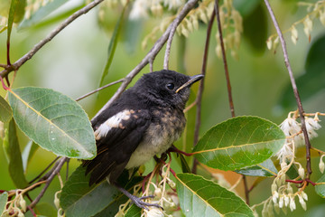Oriental magpie robin young bird ,side view.  Closeup of juvenile  songbird    perching on white flower of Fairy petticoats ,over shoulder shot.
