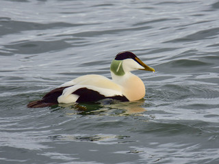 Fototapeta premium The common eider (Somateria mollissima) male in water