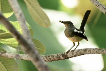 Oriental magpie robin bird . .Closeup of mature songbird female holding insect in mouth lifting long tail up on branch of plumeria with natural blurred background ,over shoulder shot..