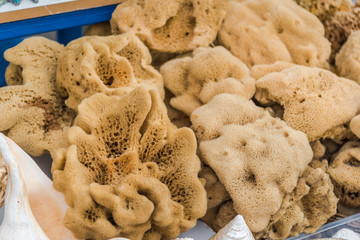 Variety of natural Sea Sponges in a shop