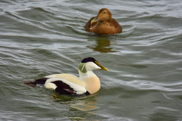 Pair of the common eider (Somateria mollissima) in water