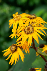Obraz premium Ligularia dentata Desdemona yellow flowers with long petals. Decorative perennials of the aster family, close-up bokeh vertical photo. Beautiful yellow daisy flowers aster garden decor