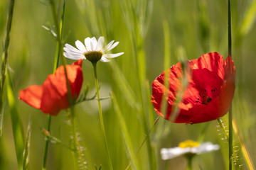 Poppies with Daisies (Marguerite) in the cornfield, Lüneburg Heath, Germany. Backlit Photography