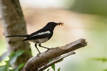 Oriental magpie robin bird with blurred background . .Closeup of male mature songbird   perching on broken branch with lots of worm in mouth ,side view.