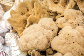 Variety of natural Sea Sponges in a shop