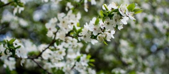 Spring flowering: branches of flowering apple or cherry in the park. White flowers of an apple tree or cherry on a background of nature.