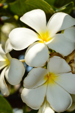 frangipani flower on a green background