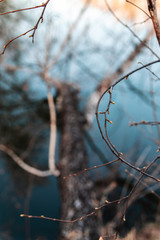 germination of buds in spring, budding, new plant life. Selective focus with shallow depth of field.