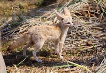 Fennec Fox. The small, smaller cat, Fox with huge ears and a long fluffy tail. On brief pointed muzzle — big black eyes, black nose, big ears. Thanks to these powerful locators, the animal catches the