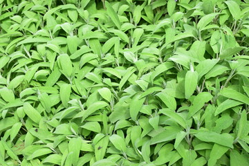 Salvia officinalis, piccola pianta perenne erbacea aromatica dai delicati fiori labiati appartenente alla famiglia delle Lamiaceae