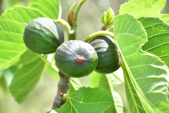 Il fico  è un frutto dell'albero di Fico comune, della famiglia delle moraceae