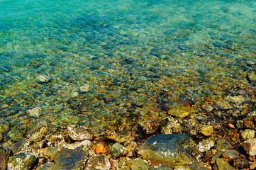 fish in the sea