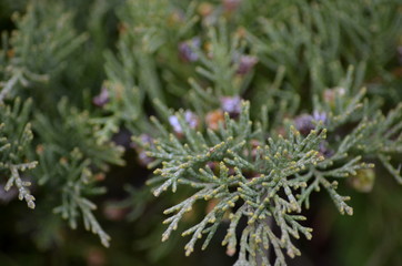 Blooming juniper branch in macro mode