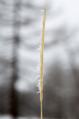 frost on a spikelet in macro mode