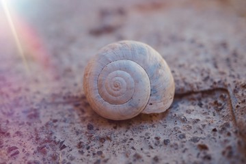 white snail in the nature in summer, snail in the garden