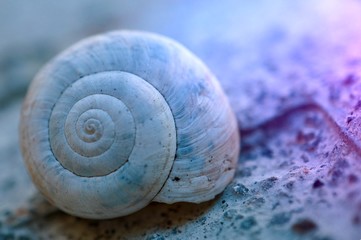 white snail in the nature in summer, snail in the garden