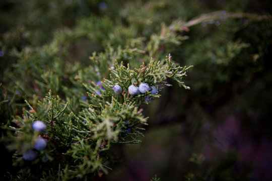 juniper branch with berries in macro mode