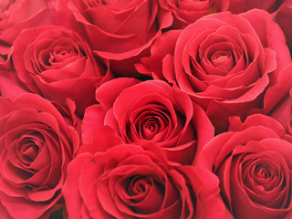 Red roses in a bouquet, close up.
