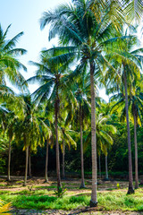 Plakat palm trees on the beach