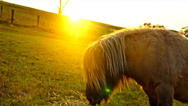 Pony on Farm at Sunset